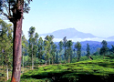 Wayanad