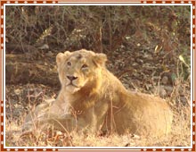Gir National Park Gujarat