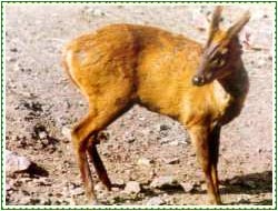 Chail Tourist Attractions