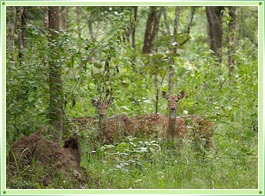 Aralam Wildlife Sanctuary Kannur