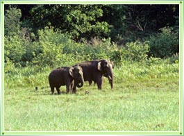 Peppara Wildlife Sanctuary Trivandrum