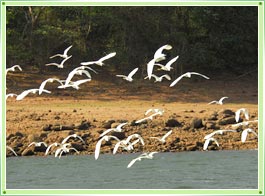 Thattekkad Bird Sanctuary Kerala