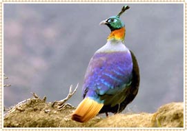 National Bird of Nepal