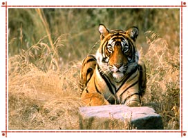 Ranthambore National Park