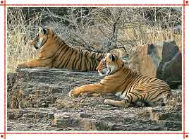 Wildlife in Rajasthan
