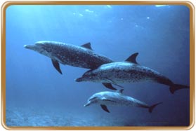 Gulf of Mannar Marine National Park