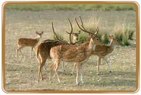 Mukkurthi National Park Tamilnadu