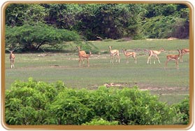 Point Calimere Sanctuary Nagapattinam